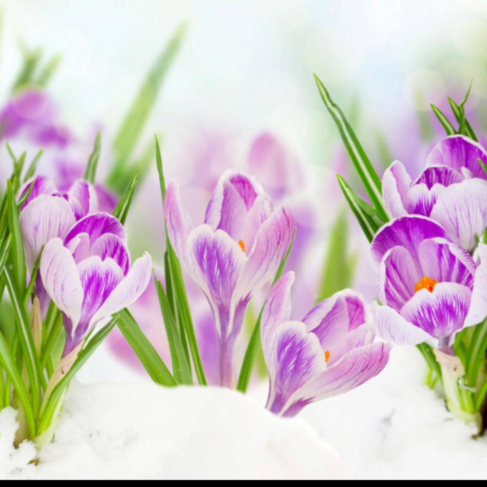 Meet your Posher, Jolene